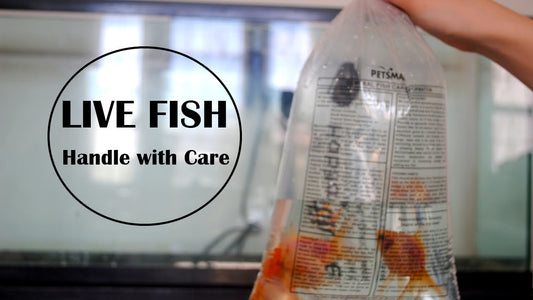 How to Place an Order for Fish, for out of Bangalore Delivery: