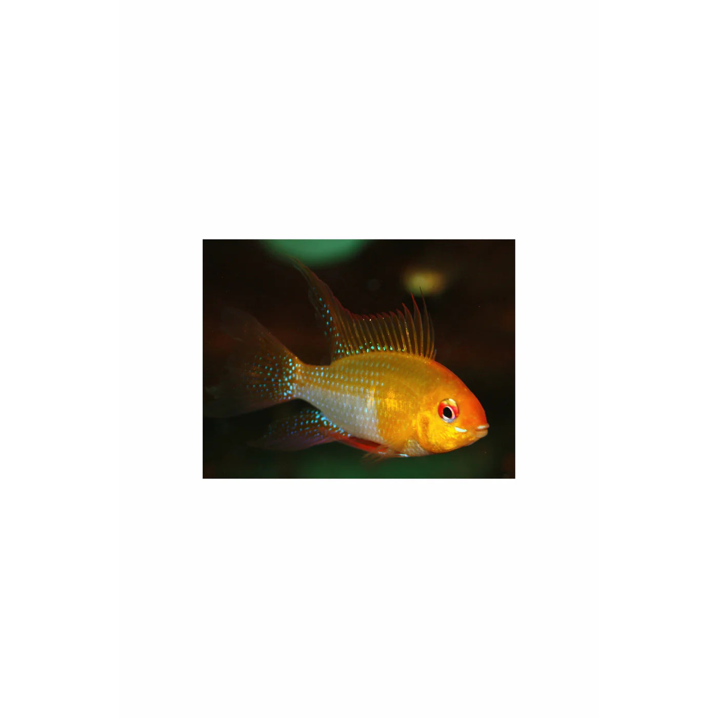 Ramirezi Fish