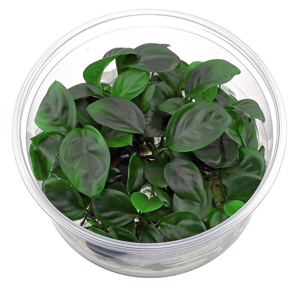 Plant Tissue Culture