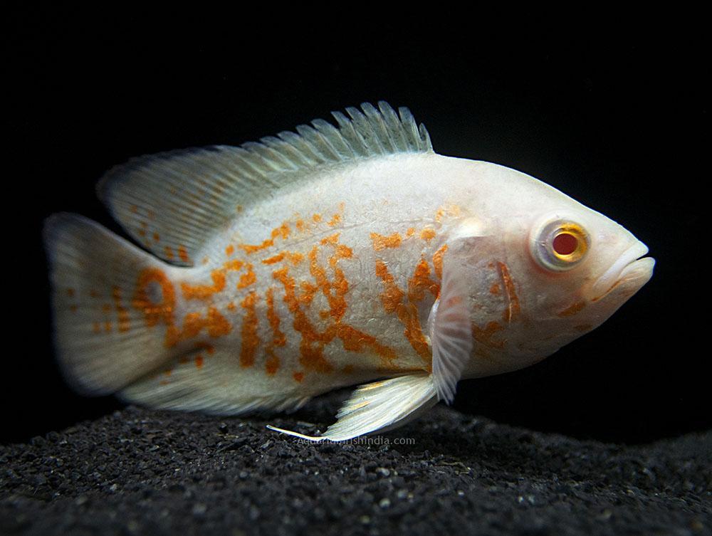 Cichlid Food
