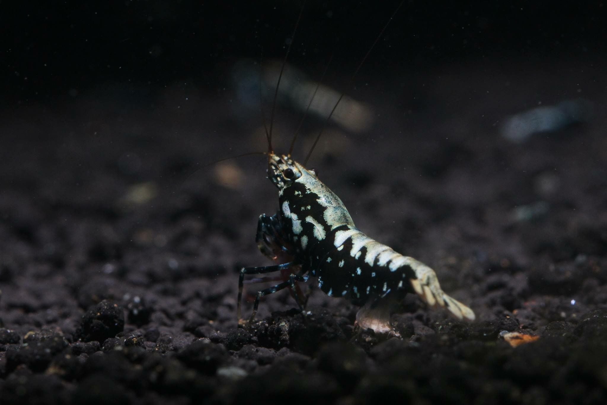 Aquarium Shrimp