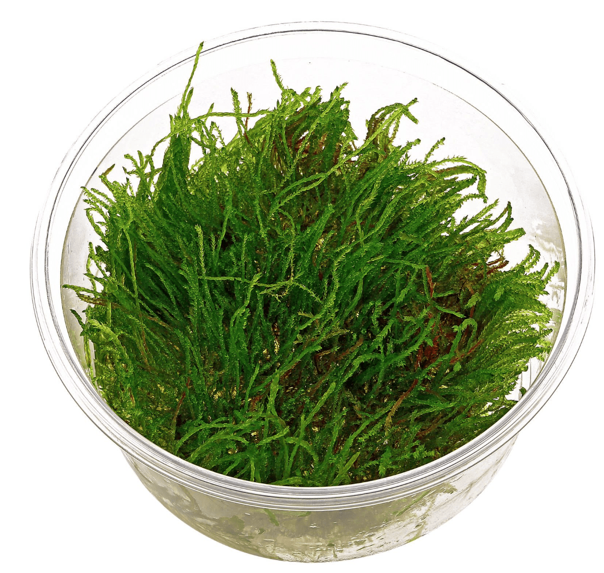 Moss
