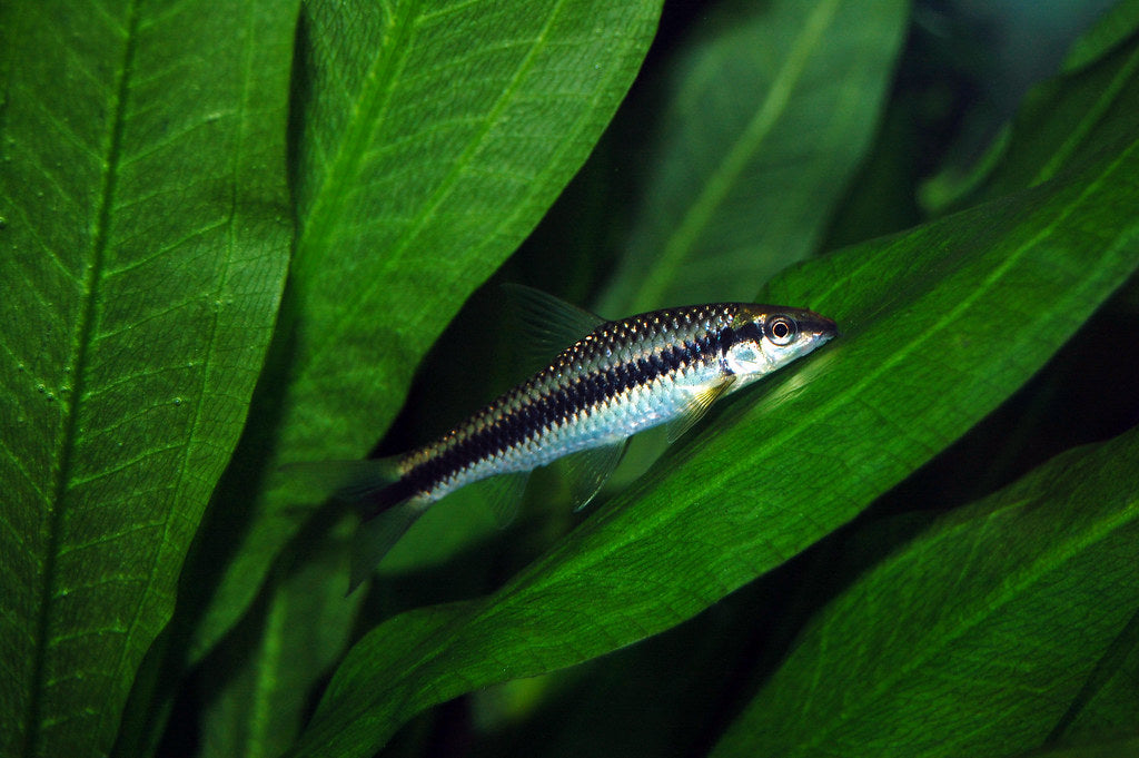 Algae eaters fish