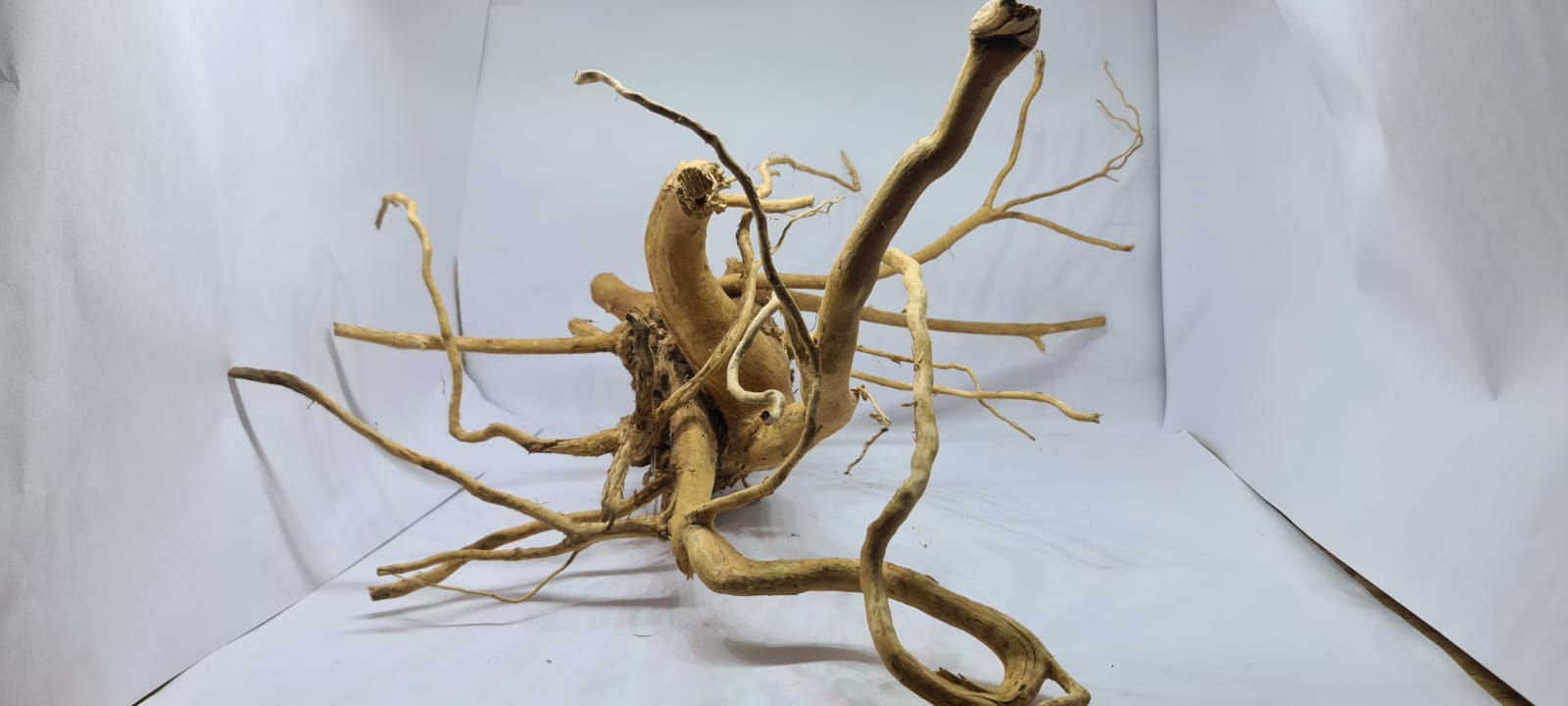 Bold Golden Driftwood