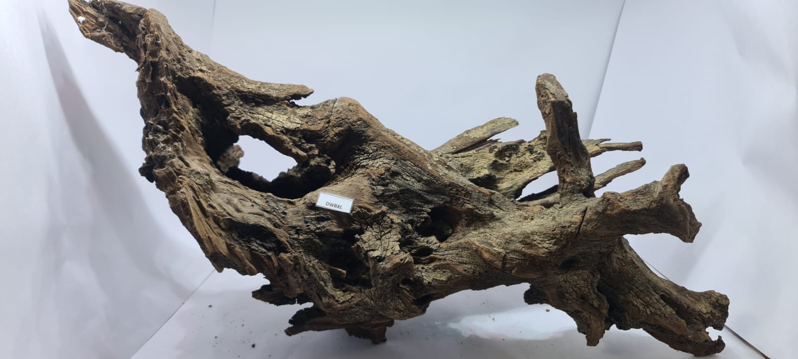Bog Driftwood