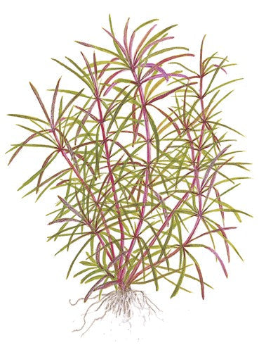live aquarium plants