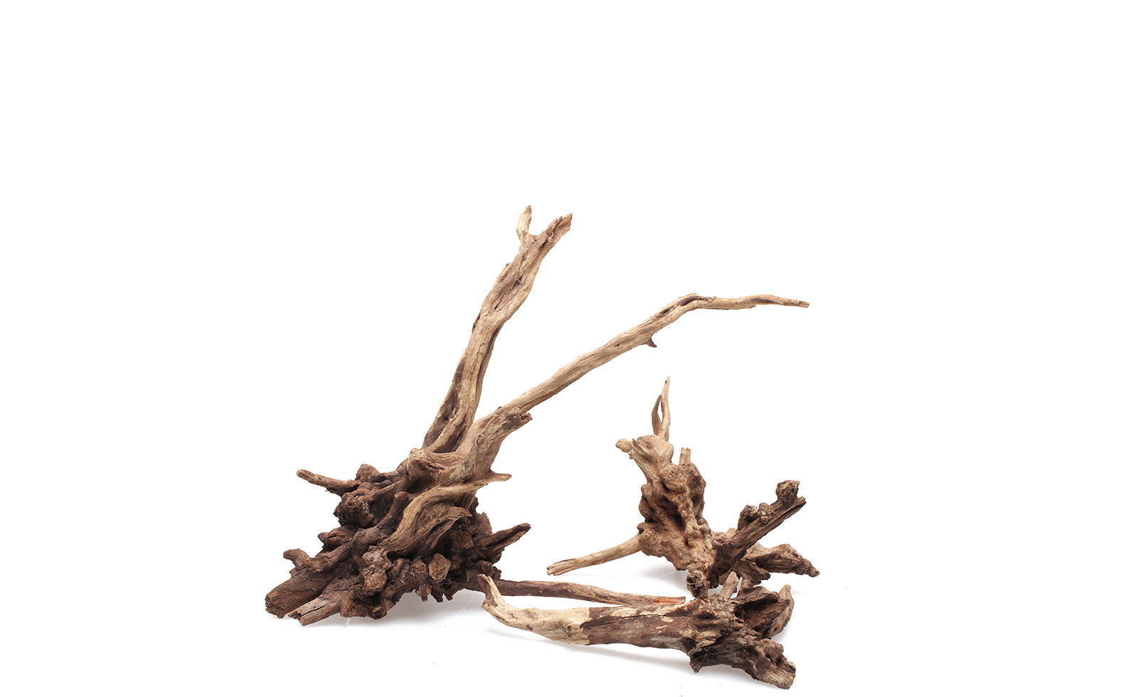 Ancient horn driftwood