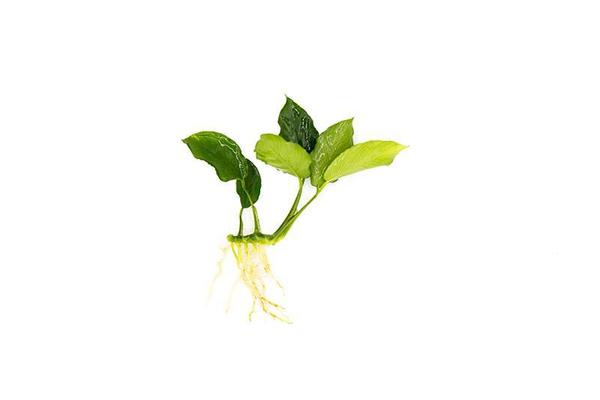 anubias