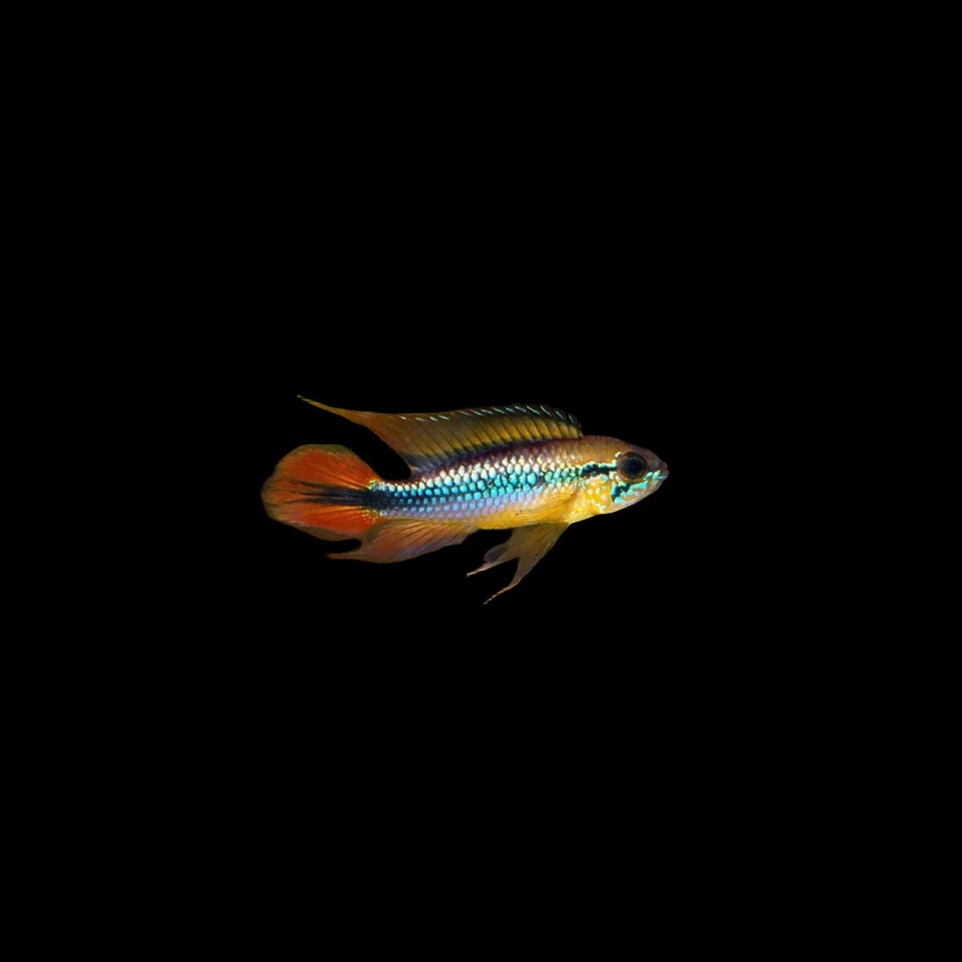 Apistogramma