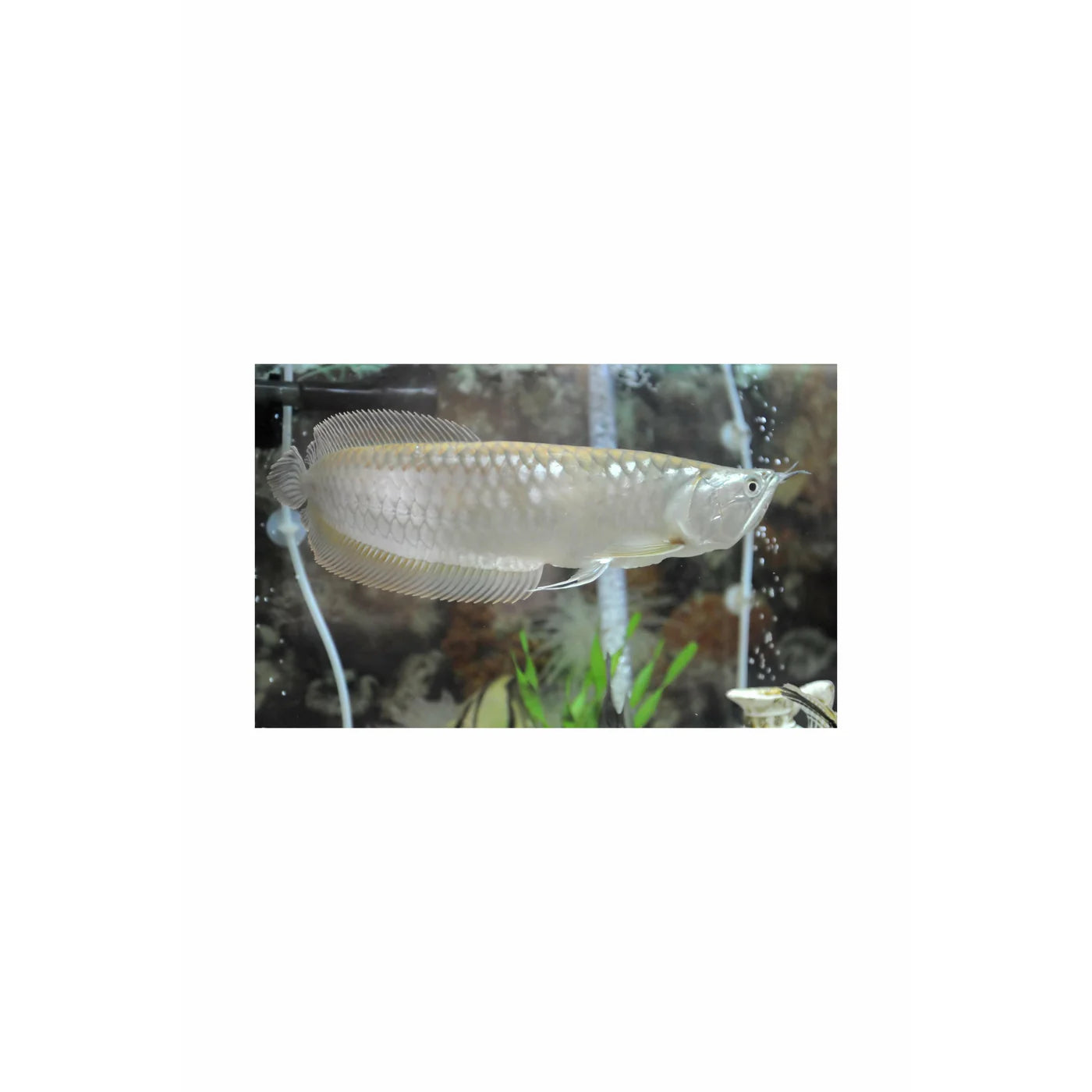 arowana fish