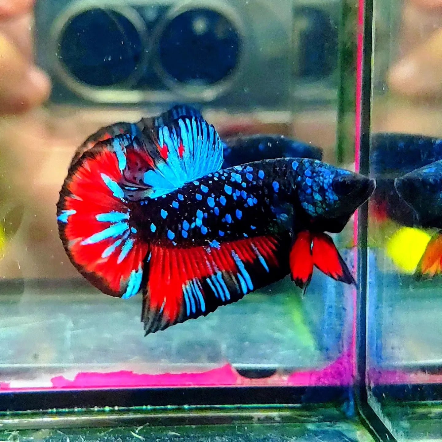 betta fish