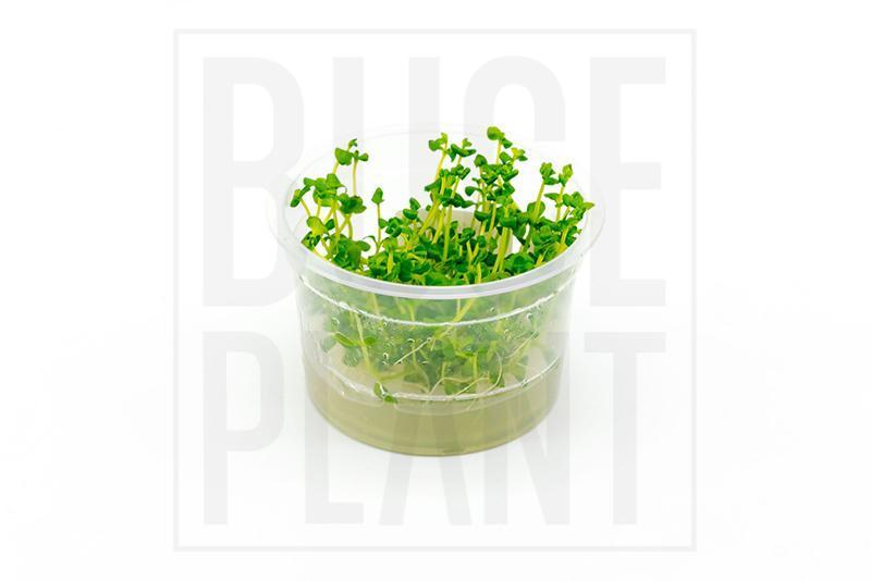 Background Aquarium Plants