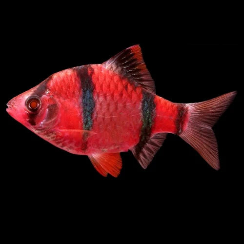 bard fish