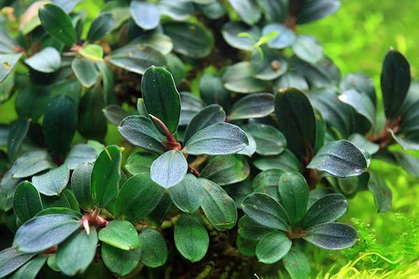 TC Epiphytes / Mossess, Anubias & Ferns
