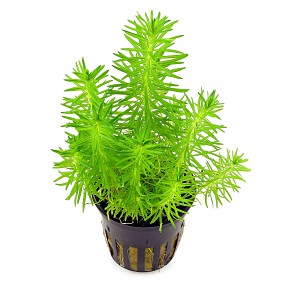 flower pot