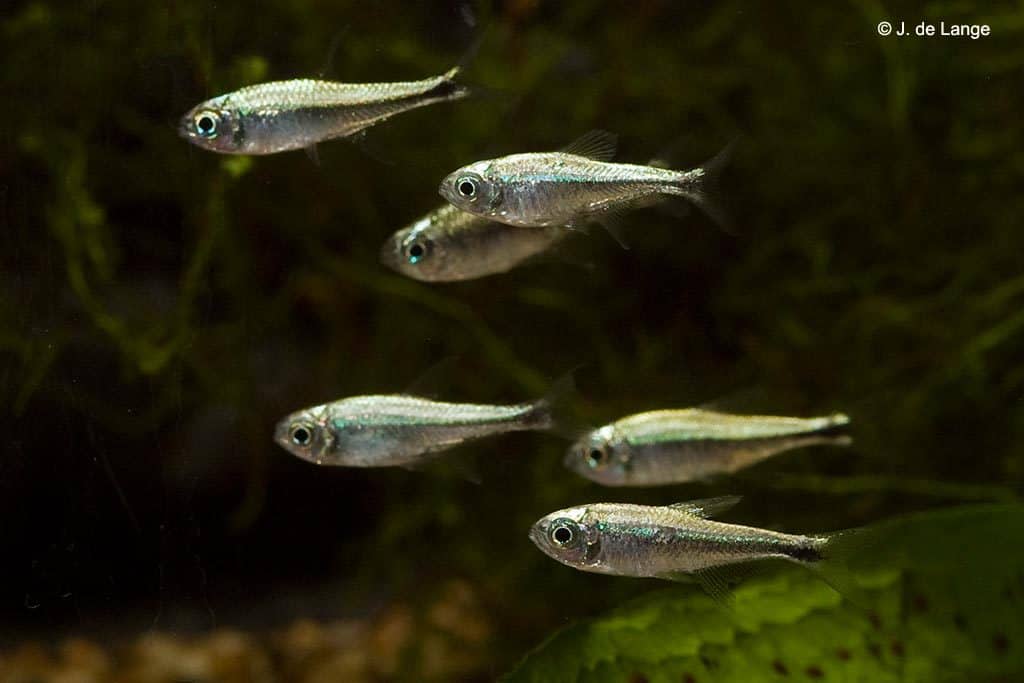 tetra fish