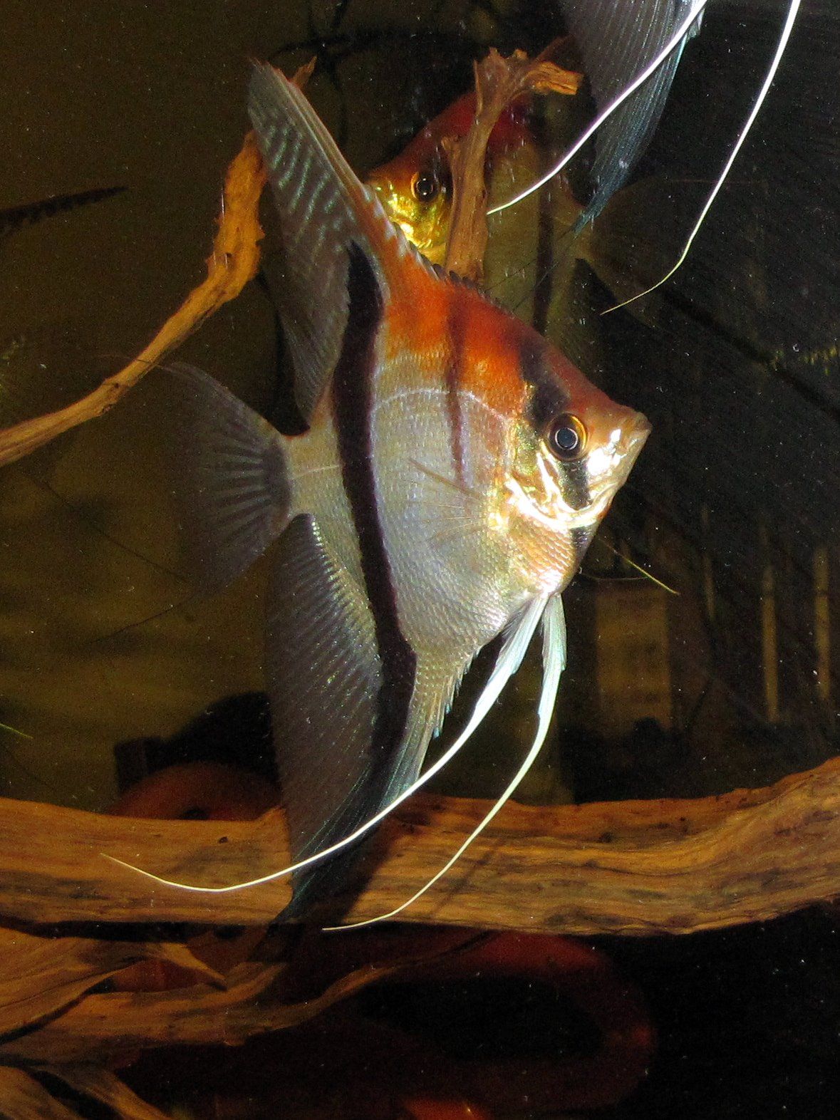 Angelfish