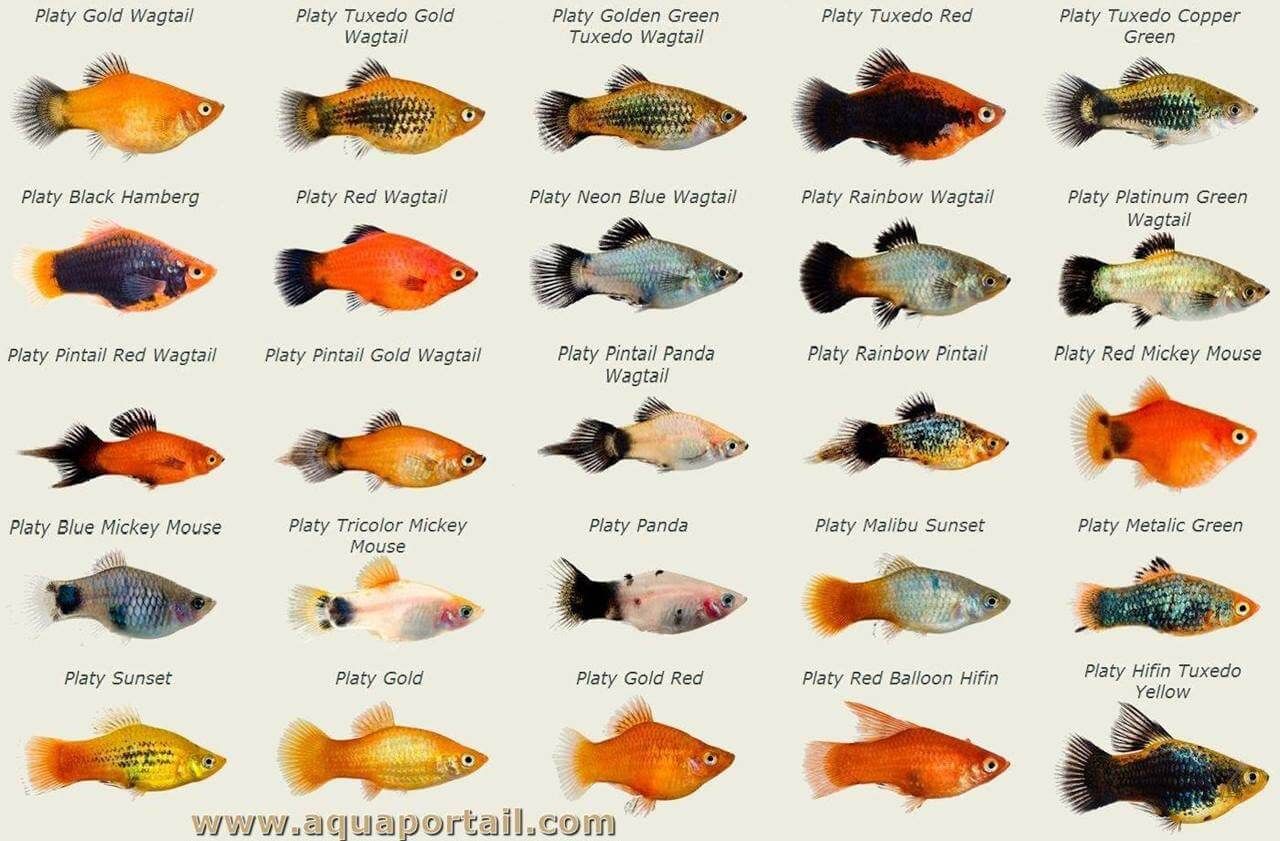 platy fish