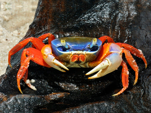 Crabs