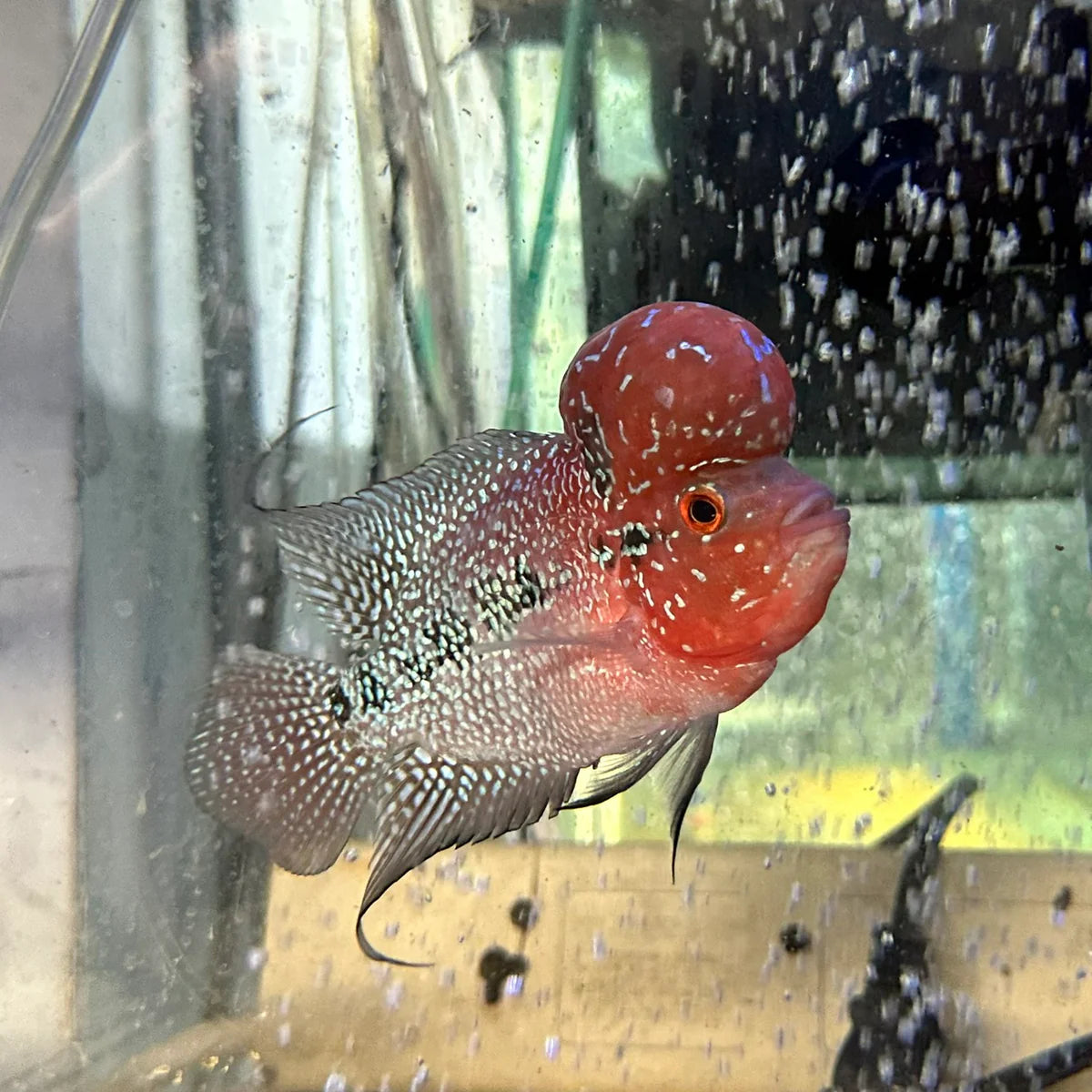 Vasthu Fish