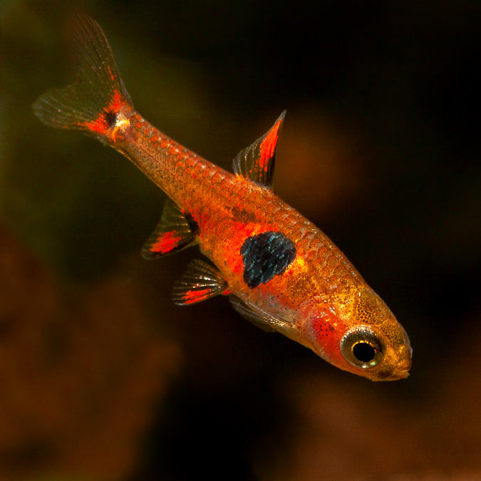 nano fish