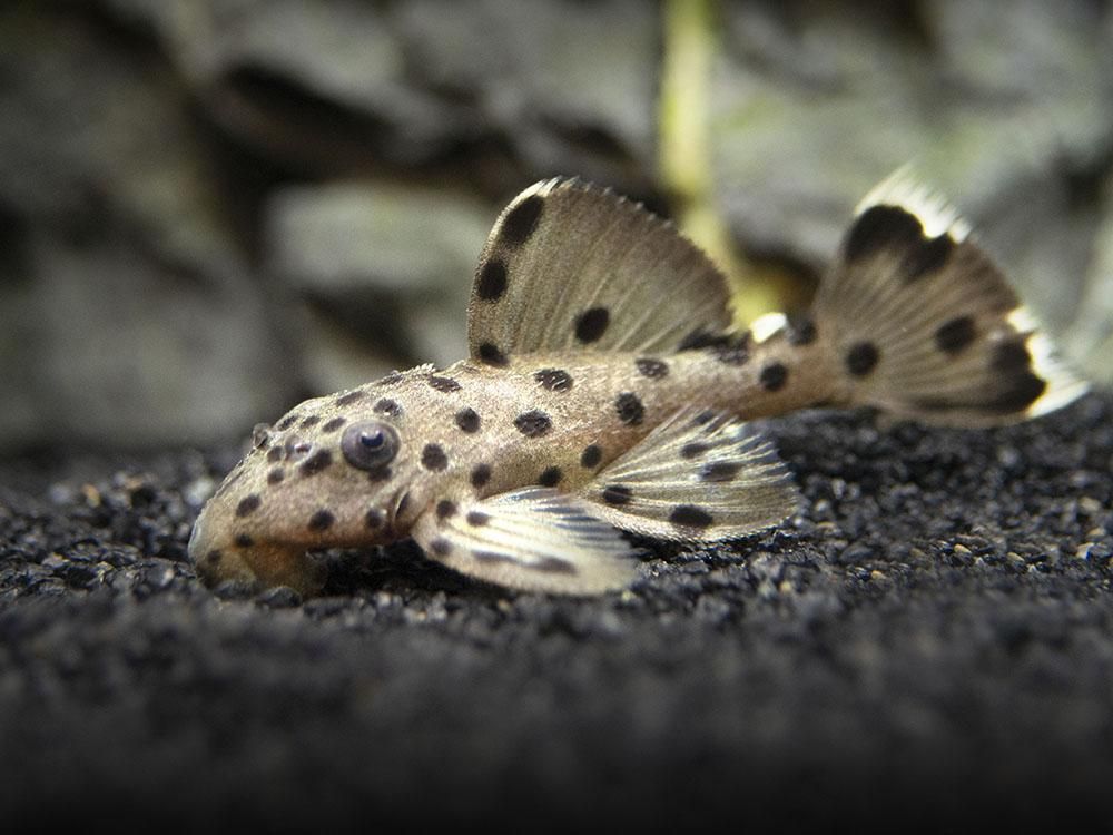 Pleco fish