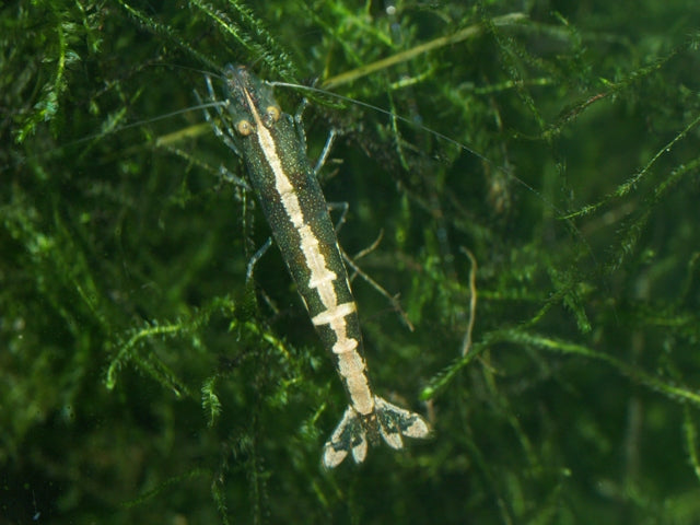 Caridina shrimp