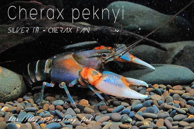 crayfish