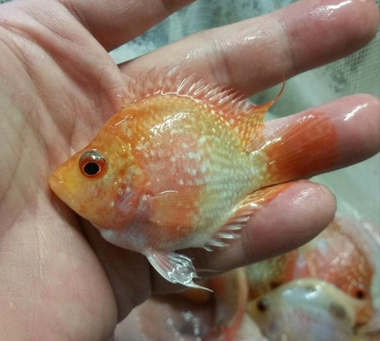 Albino Short Body Flowerhorn 3inch