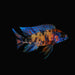Bi-Colour Cichlid 4.5
