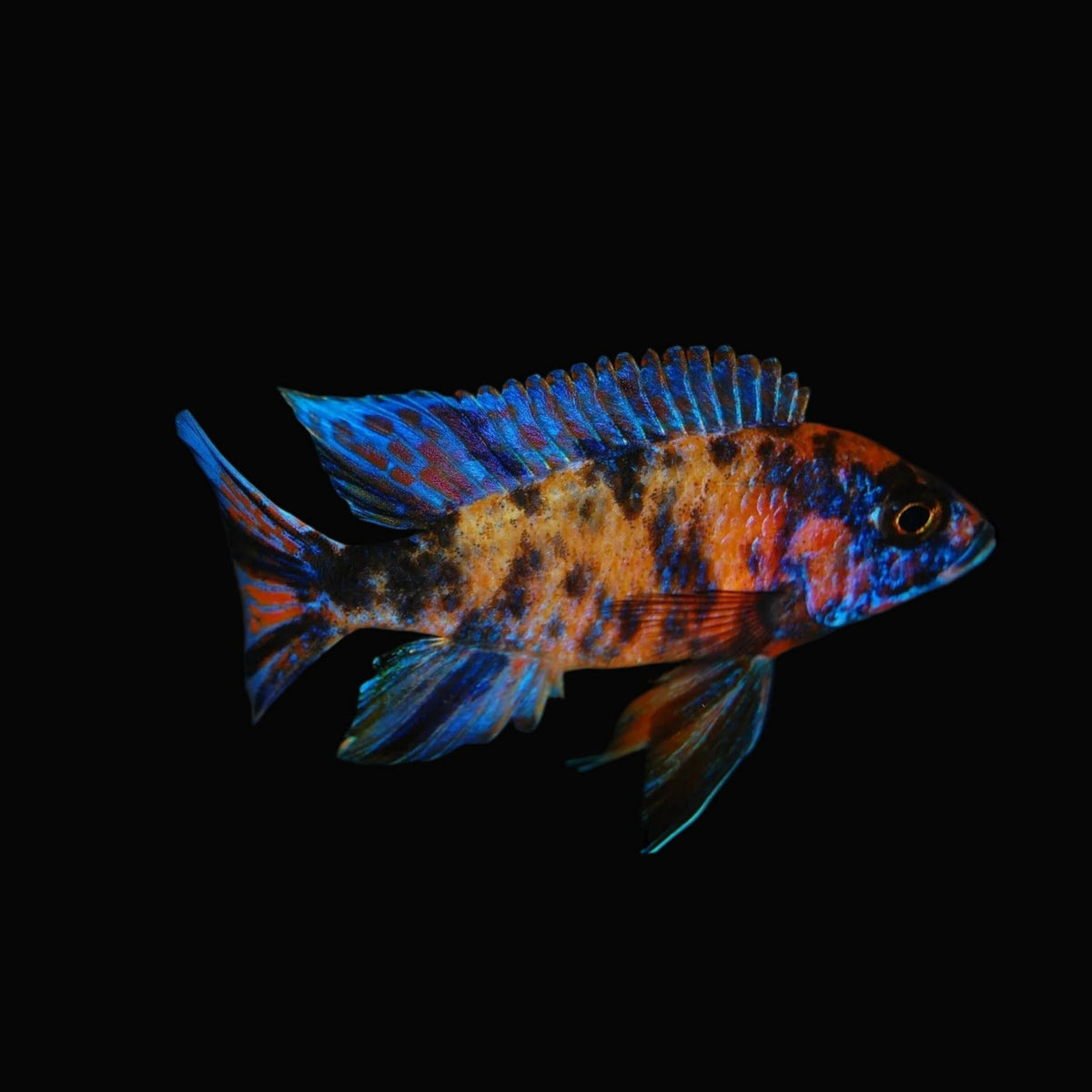 Bi-Colour Cichlid 4.5"