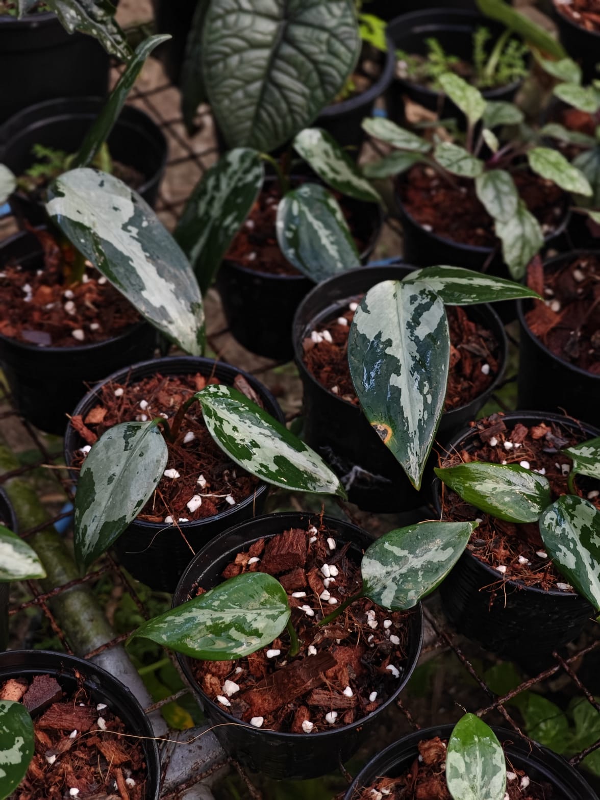 Aglaonema pumila
