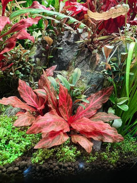 Alternanthera Reineckii Variegated