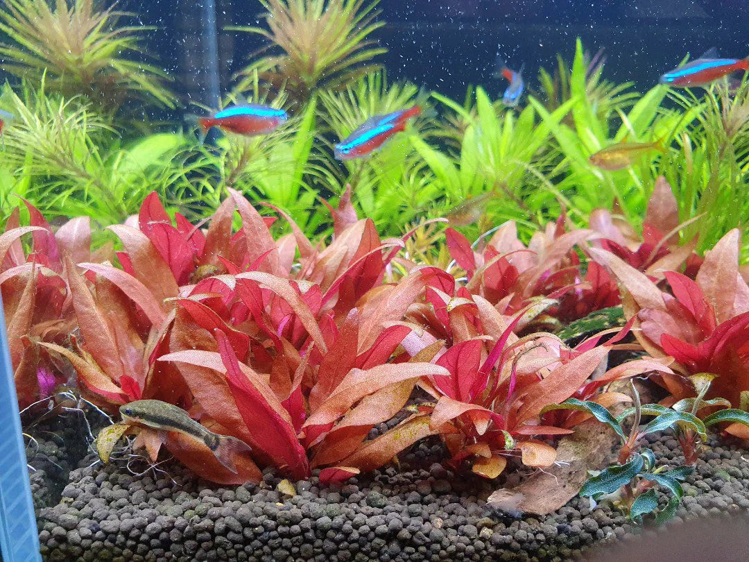 Alternanthera reineckii mini