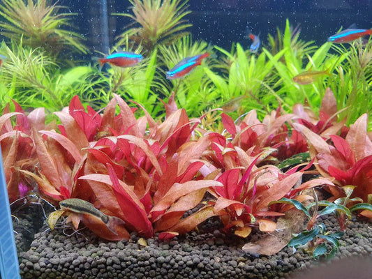 Alternanthera reineckii mini