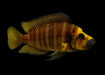 Altolamprologus Compressiceps - Gold Head 1.5