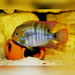 T Bar Cichlid 2