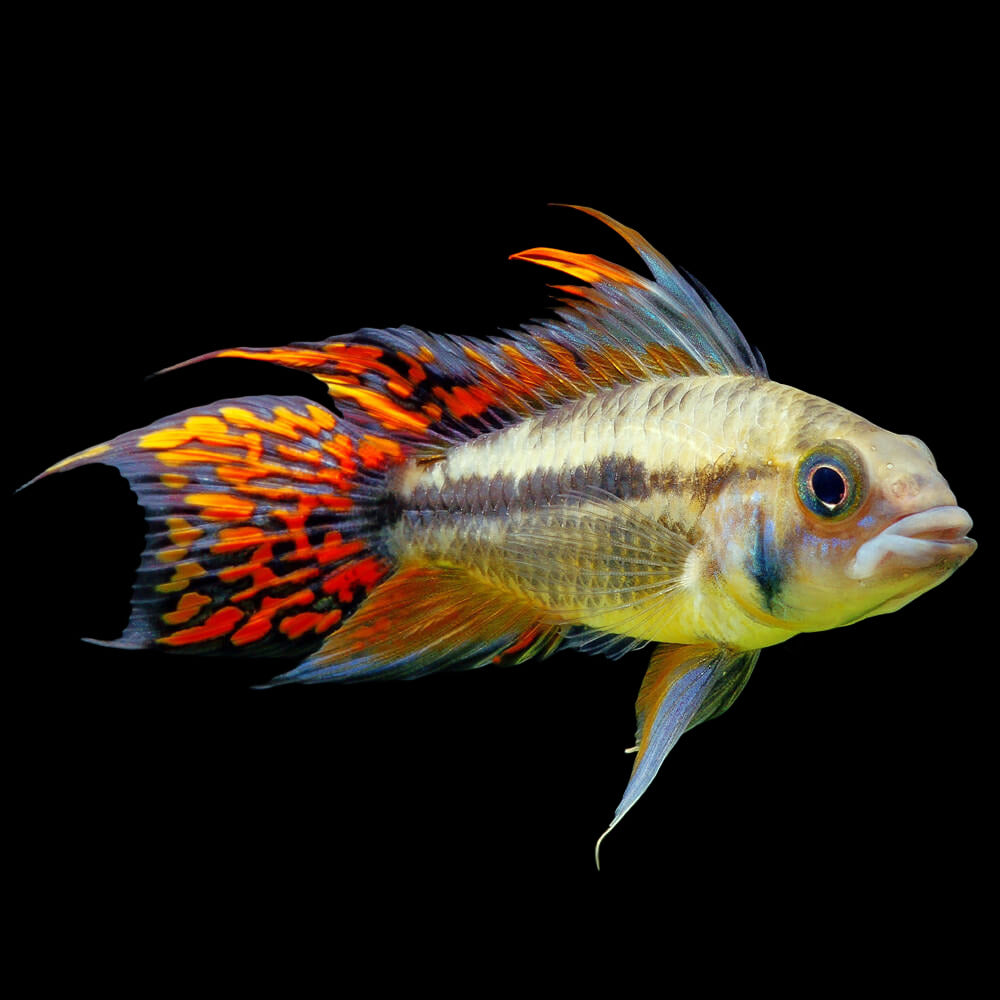 Apistogramma cacutoides "Double Red" 3.5cm