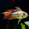files/Apistogramma.Cacatuoides.Double.Red.best4pets.in1.jpg
