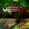 files/Apistogramma.Cacatuoides.Double.Red.best4pets.in.jpg