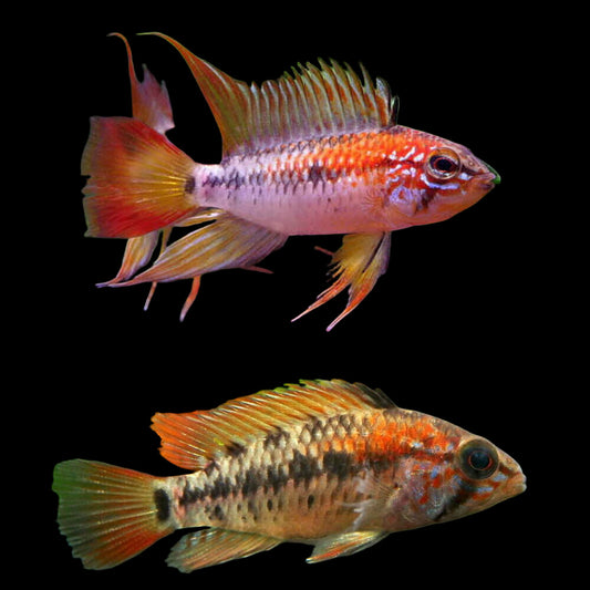 Apistogramma Viejita 3.5cm