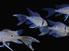Biotodoma cupido Longfin 2inch+