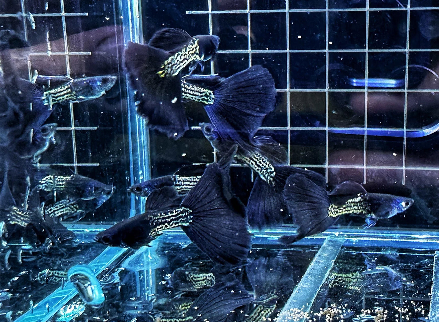Metal Black Guppy (Pairs)