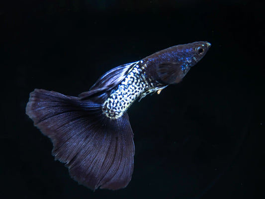 Metal Black Guppy (Pairs)