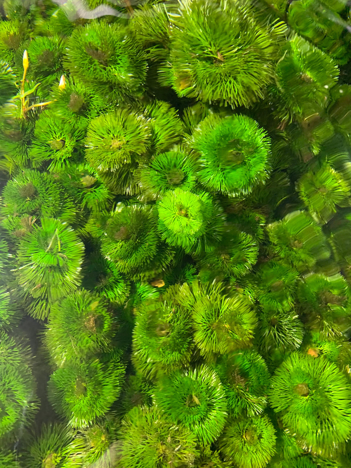 Cambomba carolina