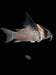 Buy Corydoras wotroi Online India | Rare Corydoras | Best4Pets