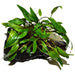 Cryptcoryne Wendetii 
