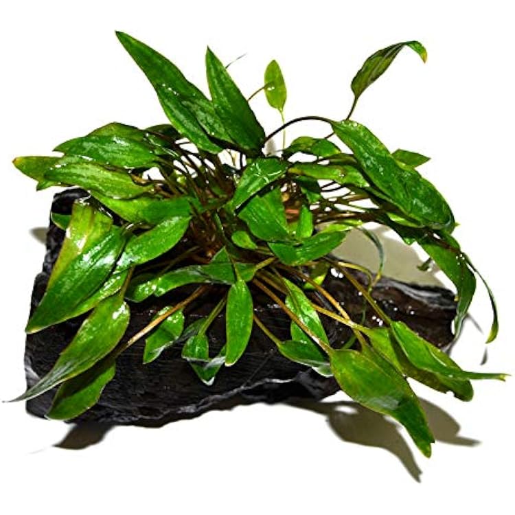 Cryptcoryne Wendetii "Green"