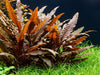 Cryptocoryne Wendtii Brown