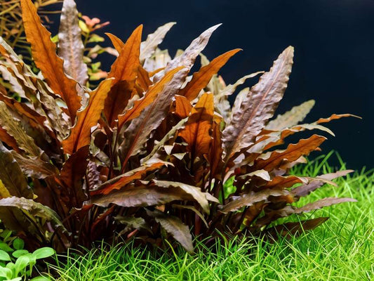 Cryptocoryne Wendtii Brown
